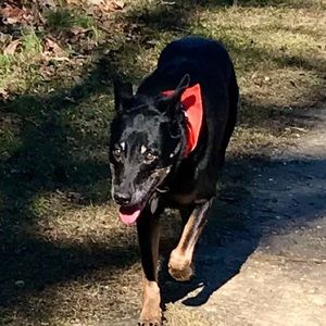 Meet your Posher, Shelly